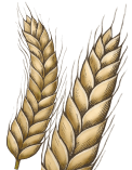 wheat