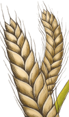wheat