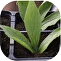 Gardeners and horticulturists