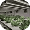 Hydroponics