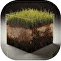 Soil salinization