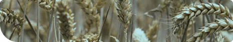 Wheat field
