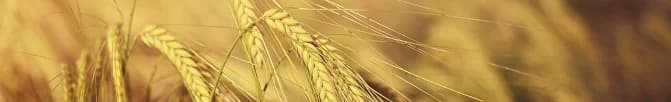 Wheat field